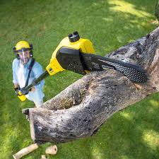 Professional Tree Services in Farley, IA