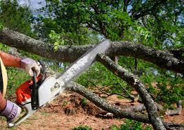 Best Tree and Shrub Care  in Farley, IA