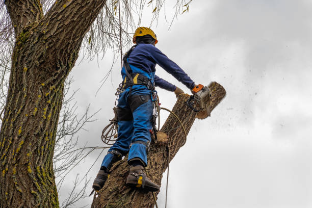 How Our Tree Care Process Works  in  Farley, IA