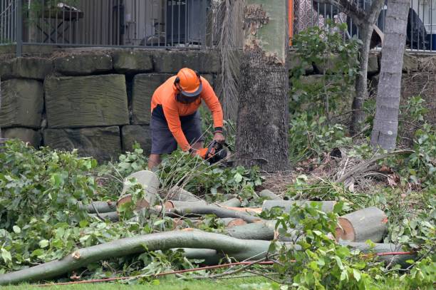 Best Tree Maintenance Programs  in Farley, IA